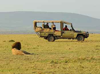 Basecamp Wilderness: Löwe Basecamp Wilderness: Löwe