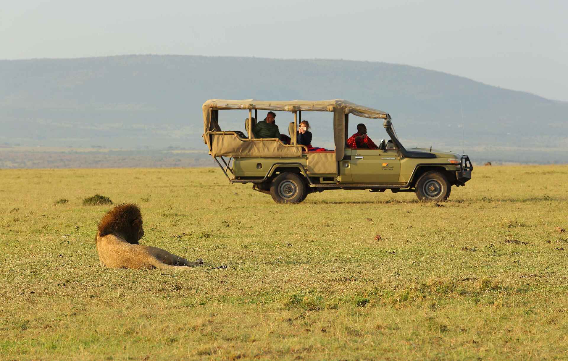 Basecamp Wilderness: Löwe