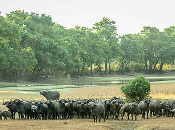 Big Lagoon Camp: Büffelherde Big Lagoon Camp: Büffelherde