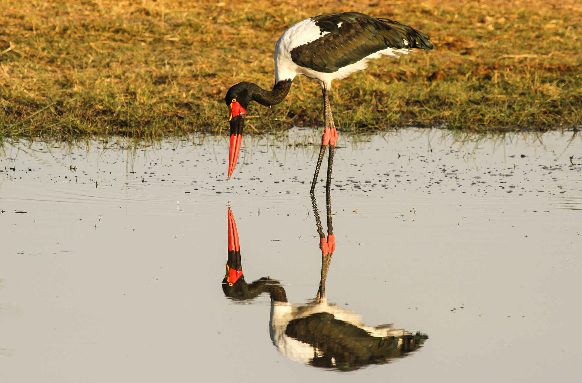 Bomani Tented Lodge, Hwange, Hwange National Park, Imvelo Safari Lodges, Simbabwe, Game Drive, Regenzeit, Vögel, Wasserloch, Afrikarma, Afrikarma Safaris, Afrikarma Safaris - Wildnis. Hautnah., Afrikarma.de