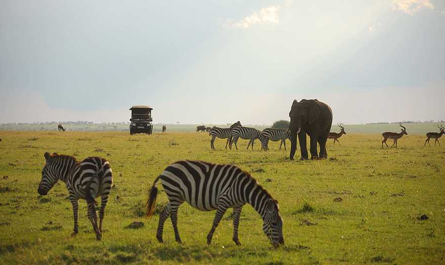 Elephant Pepper Camp: Reiche Fauna Elephant Pepper Camp: Reiche Fauna