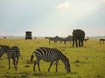 Elephant Pepper Camp: Reiche Fauna Elephant Pepper Camp: Reiche Fauna