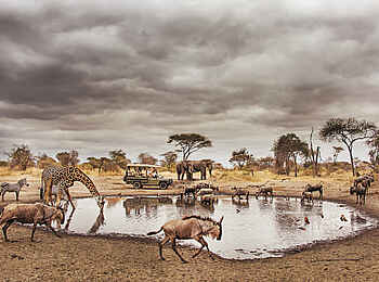 Forest Chem Chem: Viele Tiere am Wasserloch Forest Chem Chem: Viele Tiere am Wasserloch