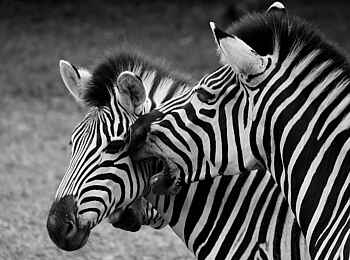 Hamerkop House by Lemala: Zebras Hamerkop House by Lemala: Zebras