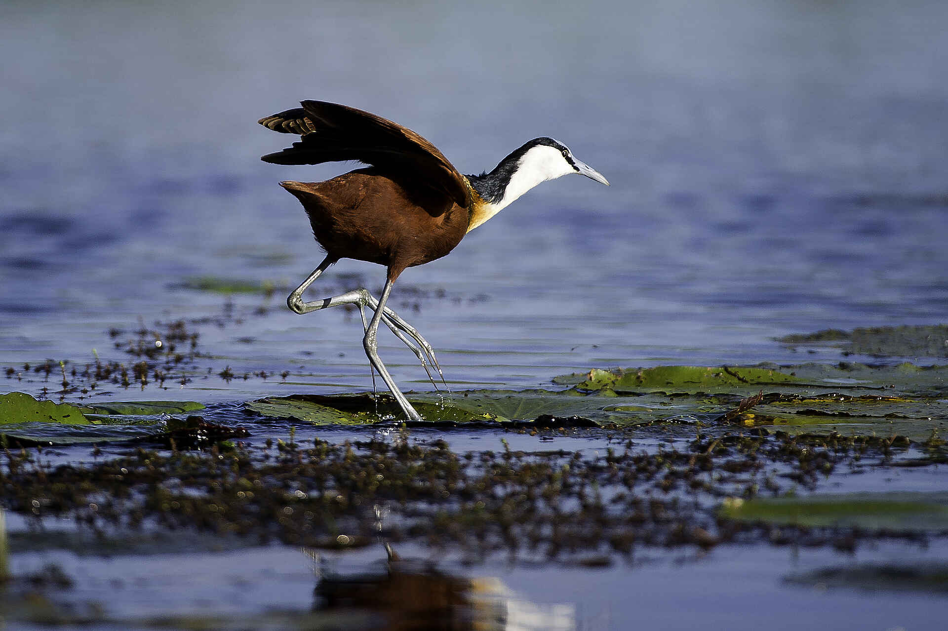 Jacana Camp, Jao Konzession, NG 25, Okavangodelta, Okavango-Delta, Wassercamp, Wilderness Safaris, Jacana, Vogelbeobachtung, Afrikarma, Afrikarma Safaris, Afrikarma Safaris - Wildnis. Hautnah., Afrikarma.de