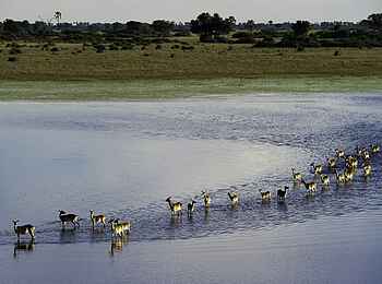 Jacana Camp: Rote Moorantilopen im Wasser Jacana Camp: Rote Moorantilopen im Wasser
