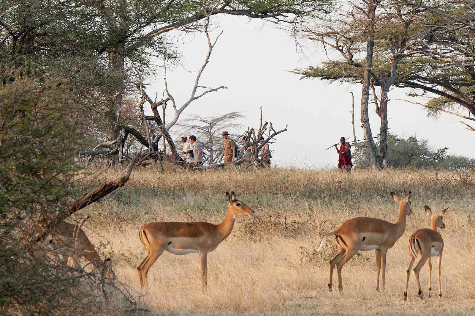 Lake Manze Camp: Bewacht vom Massai Lake Manze Camp: Bewacht vom Massai