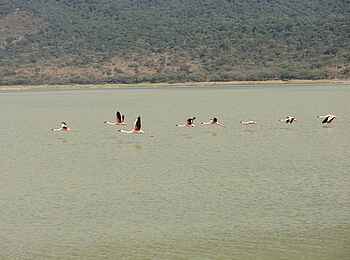 Lake Natron Camp: Flamingos über dem Natronsee