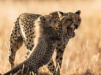 Lewa Safari Camp: Gepardin mit Baby