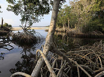 Loango Savannah Camp: Mangroven