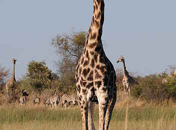 Macatoo Camp: Giraffe