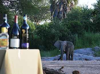 Mwagusi Safari Camp: Elefant