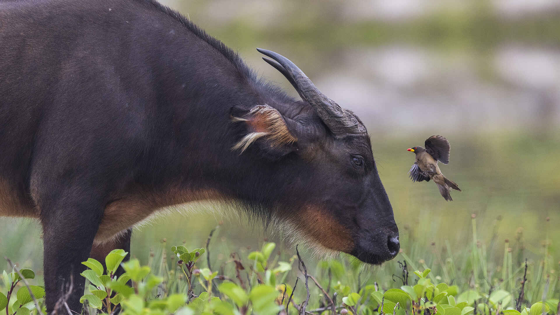 Nyanga Lodge: Büffel