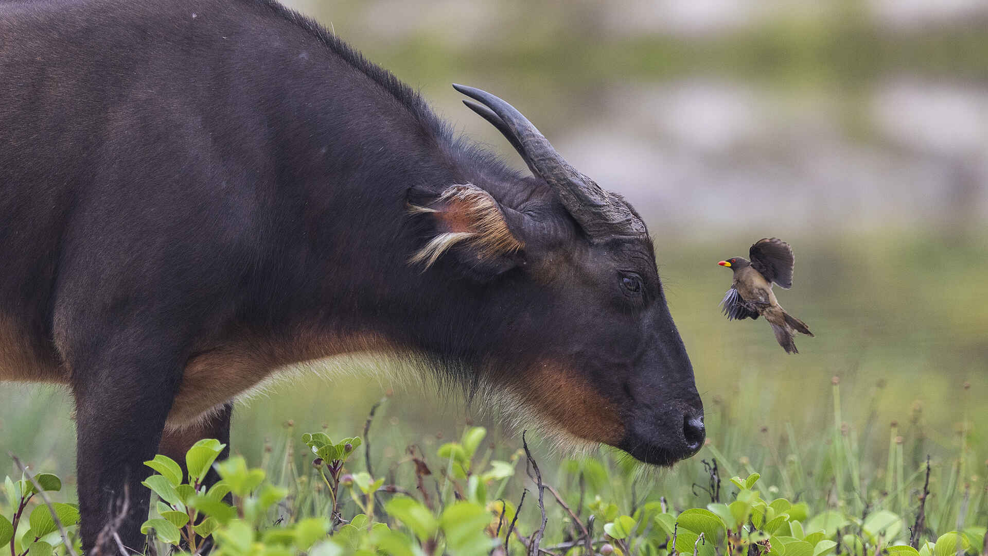 Nyanga Lodge: Büffel