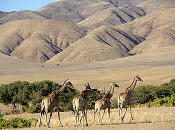 Okahirongo Elephant Lodge: Giraffen in der Wüste Okahirongo Elephant Lodge: Giraffen in der Wüste