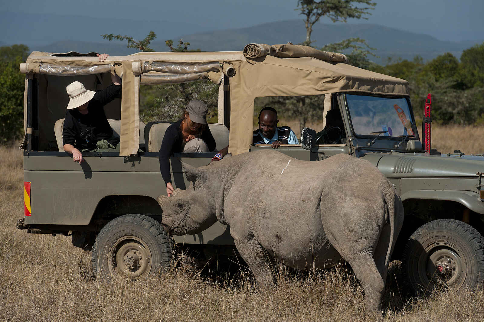 Ol Pejeta Bush Camp: Nashorn am Jeep Ol Pejeta Bush Camp: Nashorn am Jeep