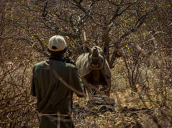 Onduli Ridge Camp: Nashorn Begegnung