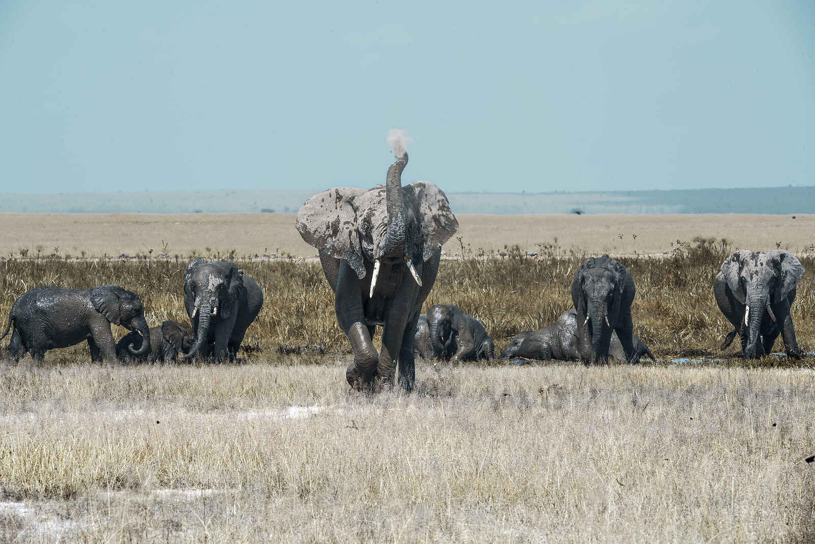 Porini Amboseli Camp: Elefanten Porini Amboseli Camp: Elefanten