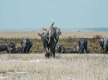 Porini Amboseli Camp: Elefanten Porini Amboseli Camp: Elefanten