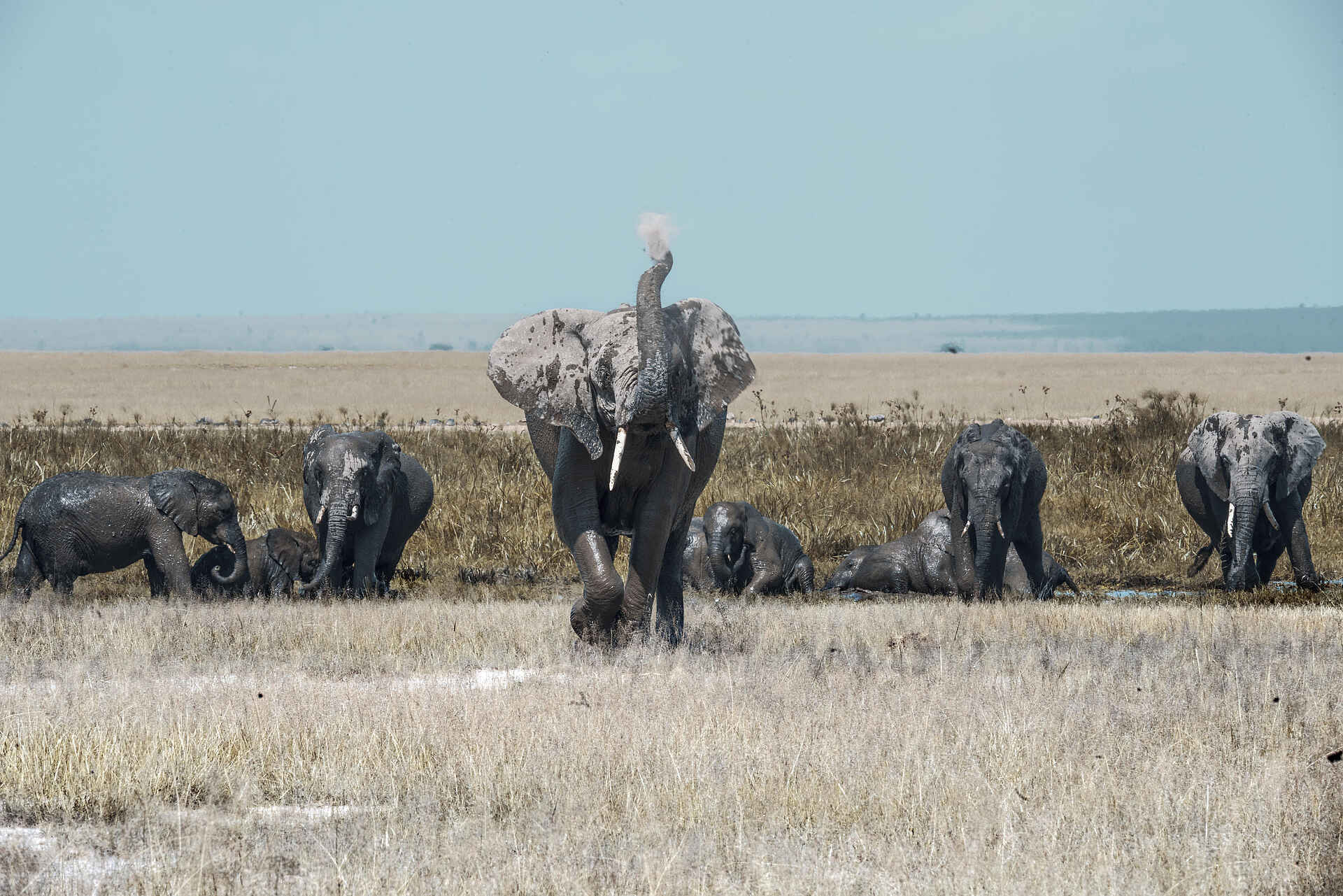 Porini Amboseli Camp: Elefanten