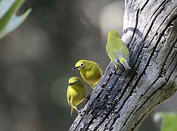 Rocktail Beach Camp: Senegal-Brillenvogel
