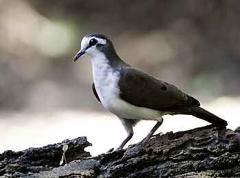 Rocktail Beach Camp: Tamburintäubchen