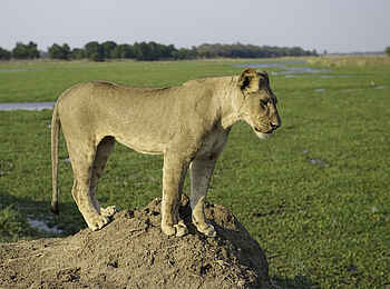 Ruckomechi Camp: Junger Löwe Ruckomechi Camp: Junger Löwe