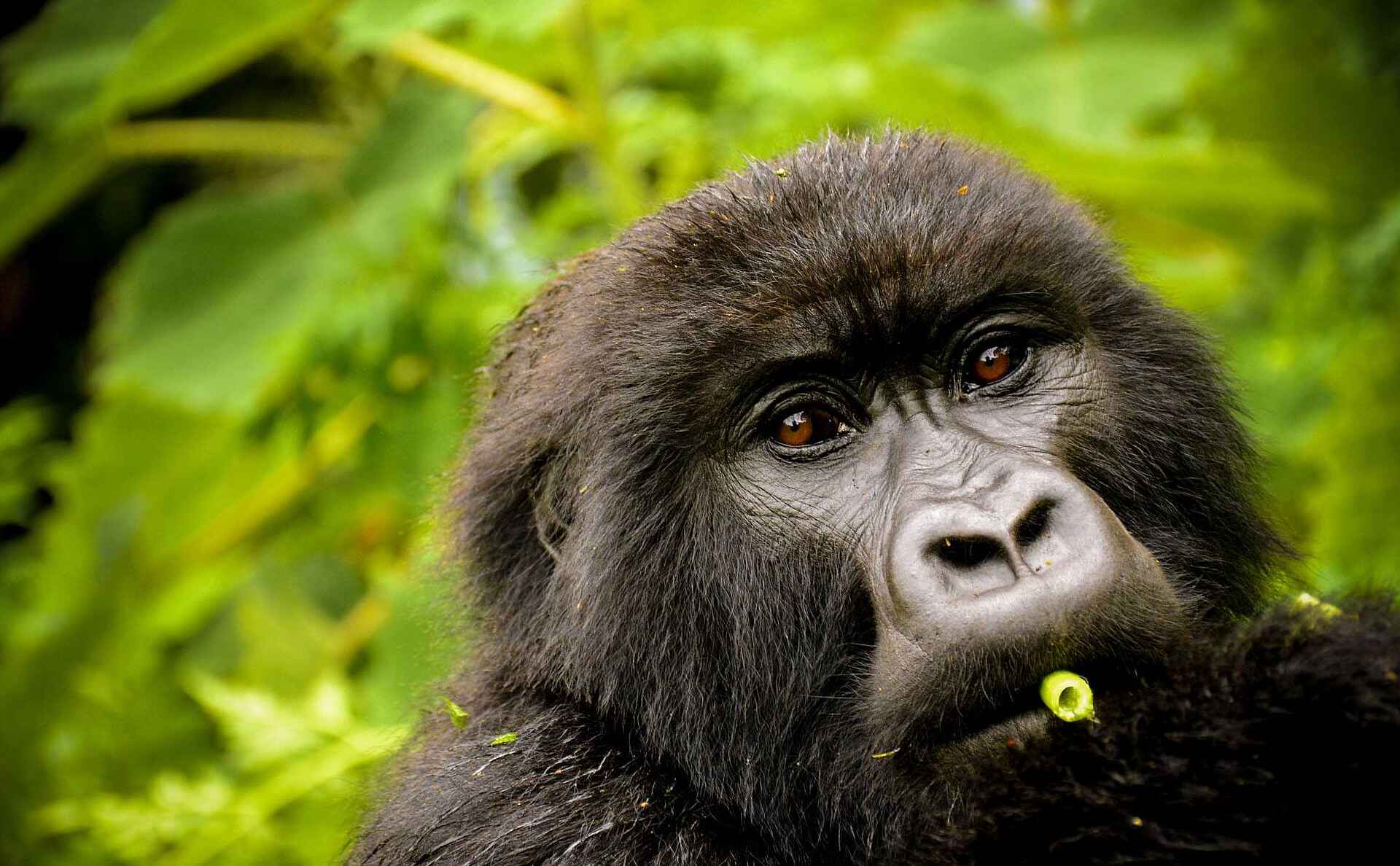 Sabyinyo Silverback Lodge: Gorilla beim essen