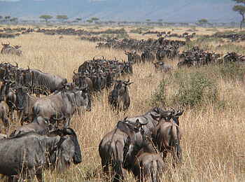 Serian The Original Camp: Gnuwanderung