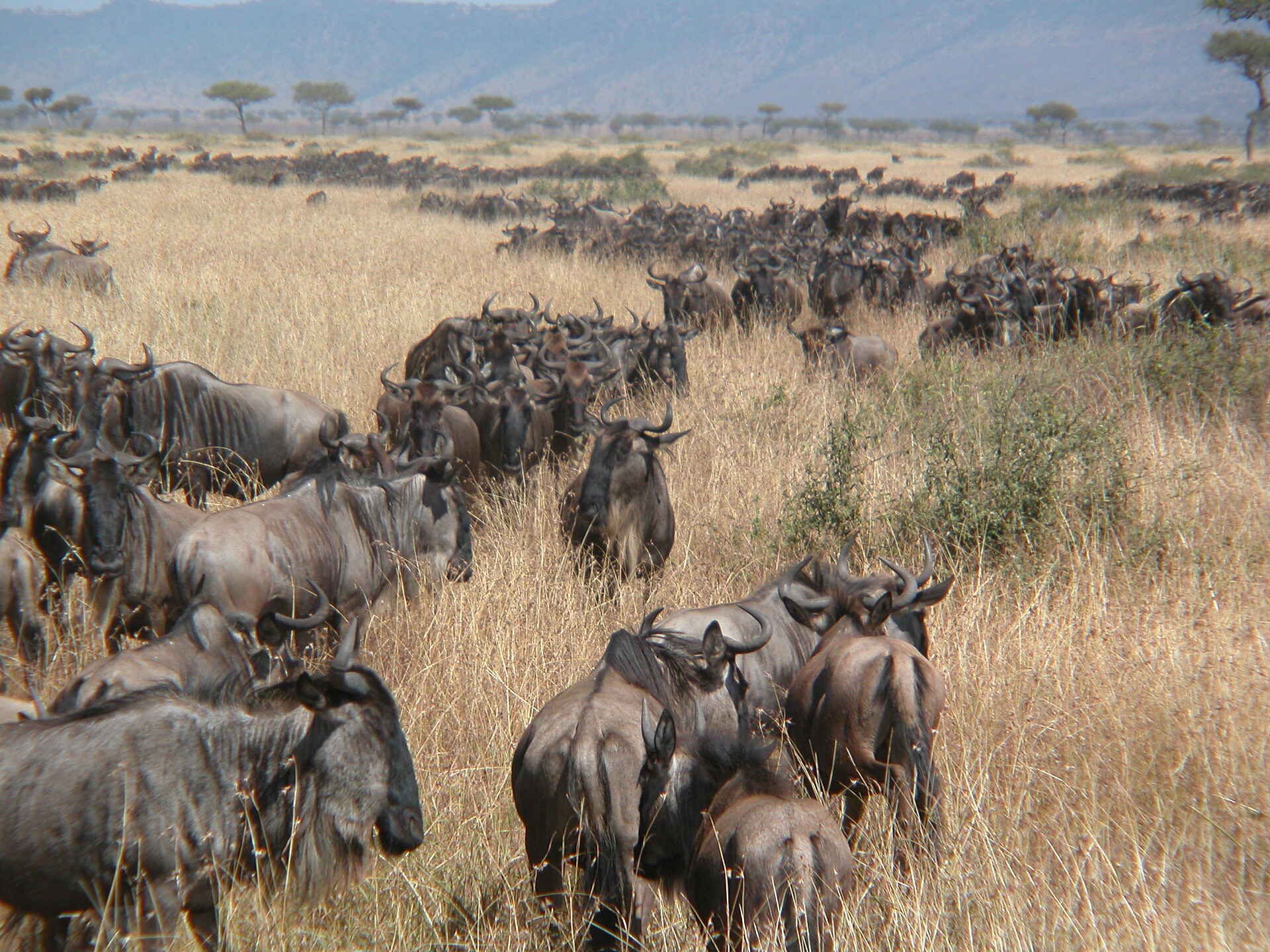 Serian The Original Camp: Gnuwanderung Serian The Original Camp: Gnuwanderung