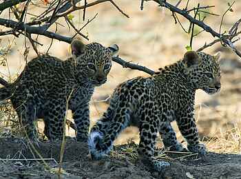 Tafika Camp: Leopardenbabies