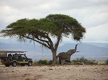 Tortilis Camp: Pirschfahrt mit Elefant Tortilis Camp: Pirschfahrt mit Elefant