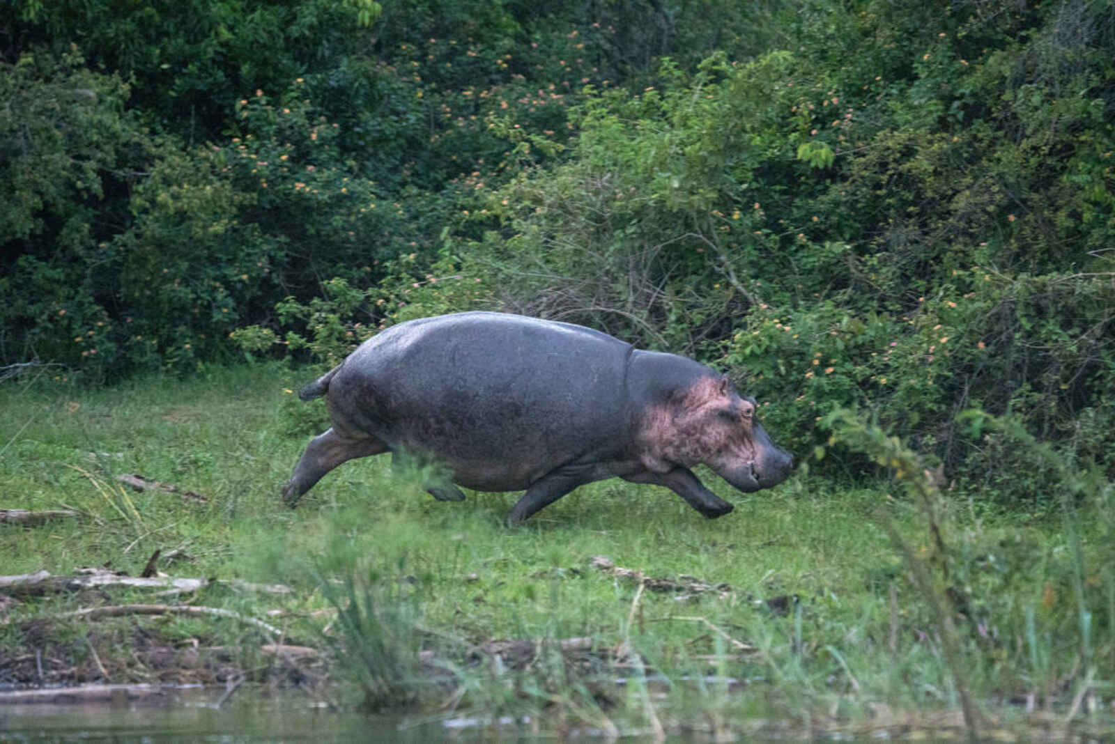 Akagera Game Lodge: Nilpferd im Trab Akagera Game Lodge: Nilpferd im Trab