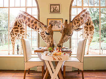 Giraffe Manor: Frühstück mit Giraffen Giraffe Manor: Frühstück mit Giraffen