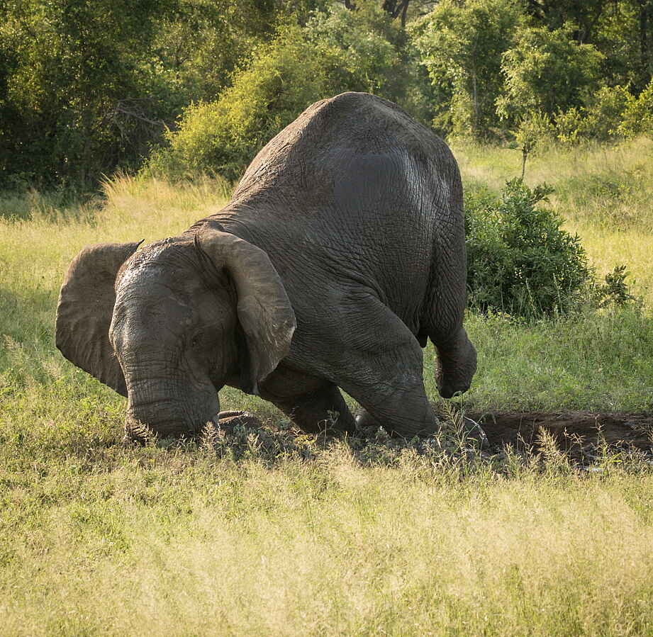 jacis sabi house, Krüger Nationalpark, Luxus Safari, SAbi Sands, Safari Lodge, Tiere und Aktivitäten, Afrikarma, Afrikarma Safaris, Afrikarma Safaris - Wildnis. Hautnah., Afrikarma.de