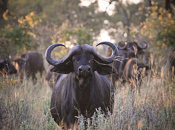 Jackalberry Tented Camp: Büffel
