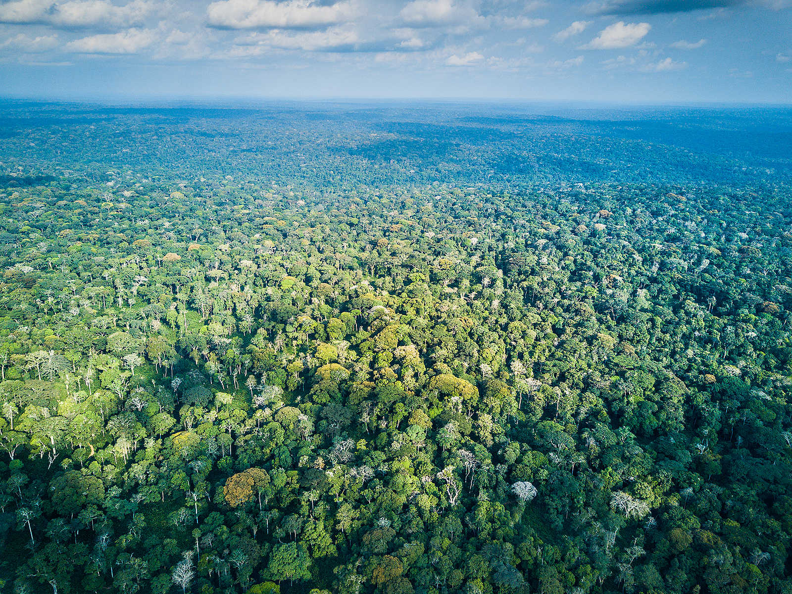 Ngaga Camp im Odzala Nationalpark Flachlandgorillas im Kongo