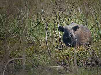 Ntemwa Busanga Bushcamp: Bushpig im Sumpf