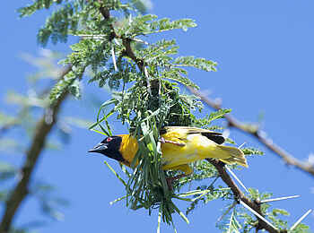 Richards River Camp: Webervogel Richards River Camp: Webervogel