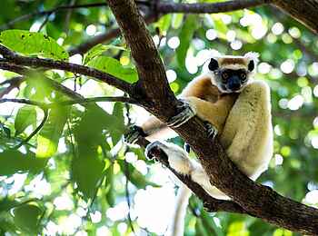 Time + Tide Miavana: Crowned Lemur