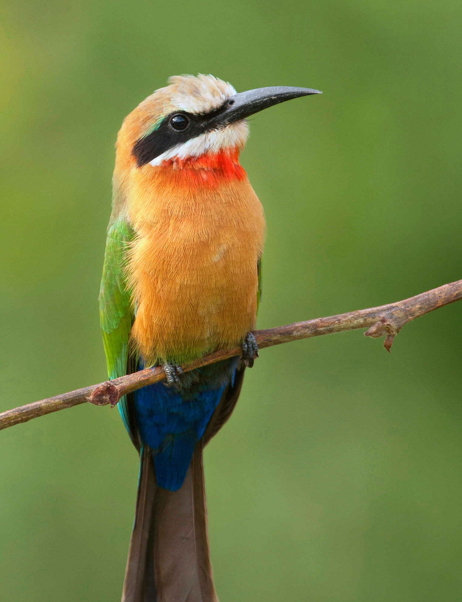 Afrikarma, Afrikarma Safaris, Afrikarma Safaris. Wildnis. Hautnah., afrikarma.de, Aktivitäten, Time + Tide Africa, Wildlife, Chinzombo, Gästeunterkünfte, Norman Carr Safaris, Time + Tide Chinzombo