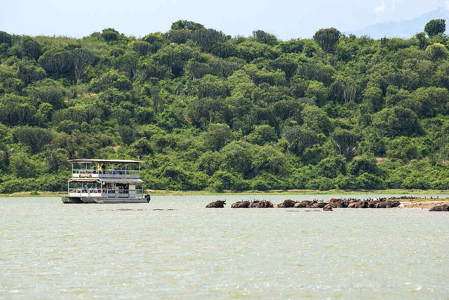 Volcanoes Kyambura Gorge Lodge: Büffel am Kazinga-Ufer Volcanoes Kyambura Gorge Lodge: Büffel am Kazinga-Ufer