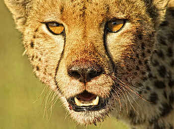 Basecamp Mara Houses: Ein Gepard Basecamp Mara Houses: Ein Gepard