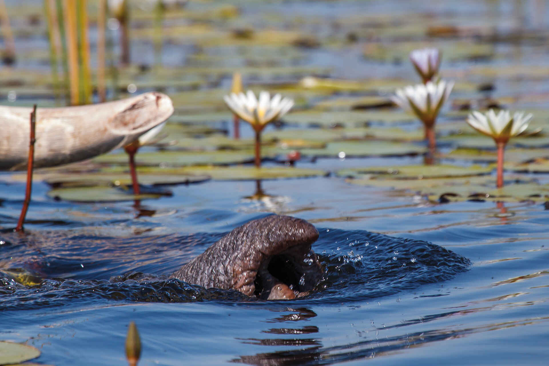 africa, afrika, auszeichnung, award, belmond, belmond eagle island camp, Belmond eagle island lodge, bilder, boro channel, boro-kanal, botsuana, botswana, buchen, buchung, eagle island camp, eagle island lodge, fish eagle bar, helikopter, helikoptersafari, hubschrauber, info, information, informieren, nordbotswana, northern botsuana, okavango, okavango delta, okavango-delta, orient epress safaris, orient express, orient-express, reise, reisen, reiseveranstalter, safari, southern africa, sÃ¼dliches afrika, urlaub, vollpension, wasseraktivitÃ¤ten, xaxaba, xaxaba island, xaxaba village, big 5, big five, elefant, fauna, groÃŸwild, pflanzenfresser, sÃ¤uger, sÃ¤ugetiere, tiere, wasser, großwild, säuger, säugetiere, südliches afrika, wasseraktivitäten