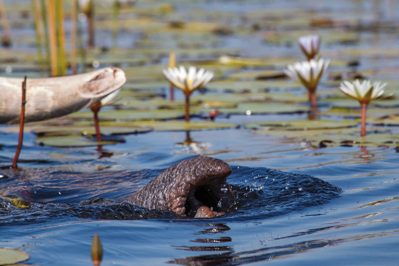 Belmond Eagle Island Lodge: Eingebauter Schnorchel Belmond Eagle Island Lodge: Eingebauter Schnorchel