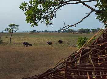 Chisa Busanga Camp: Elefanten vor dem Nest Chisa Busanga Camp: Elefanten vor dem Nest