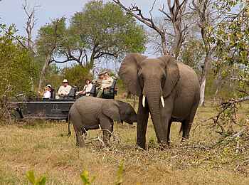 Dulini Lodge: Sichtung einer Elefantenkuh und ihres Jungtiers