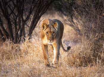 Evolve Back Gham Dhao Lodge: Löwin