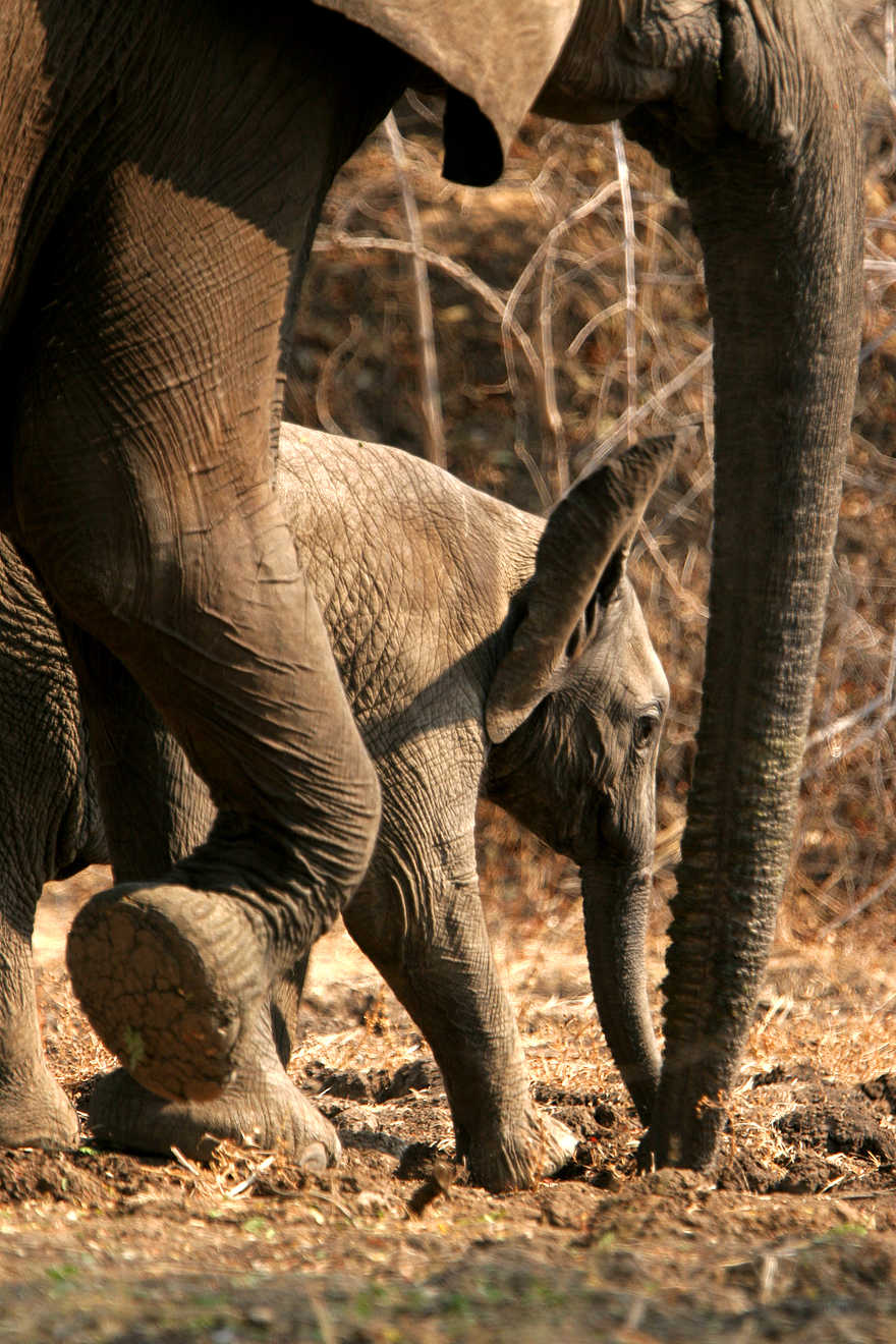 Kaingo Elephant Hide: Elefantenbaby Kaingo Elephant Hide: Elefantenbaby