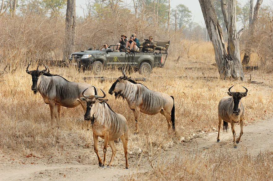 Kaingo Game Drive: Gnus Kaingo Game Drive: Gnus